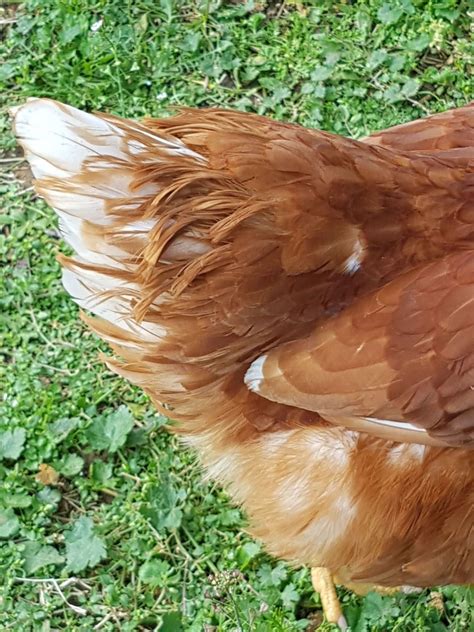 do chickens have tails|chicken tail feathers pointing down.